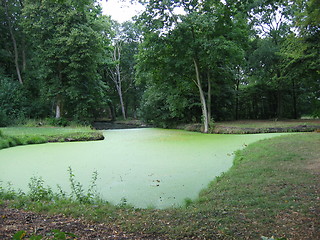 Image showing green water