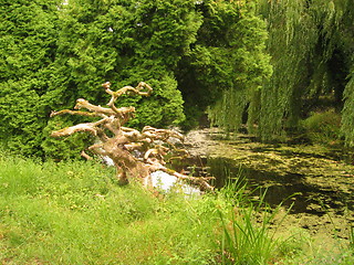 Image showing root in castle garden, de Haar