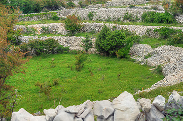 Image showing Sheep pasture, Croatia