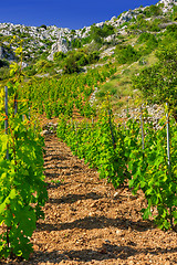 Image showing Vineyards, Croatia