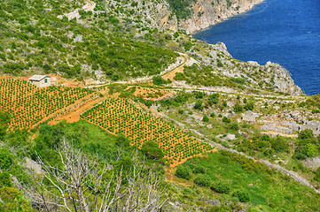 Image showing Vineyards, Croatia