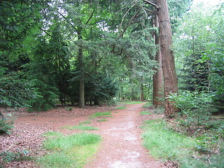 Image showing path in forest