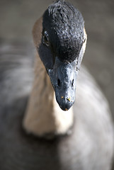 Image showing Goose