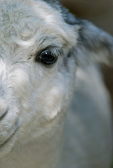 Image showing White Lama