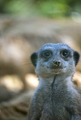 Image showing Meerkat