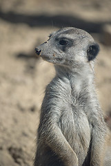 Image showing Meerkat