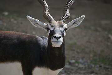 Image showing  Male blackbuck