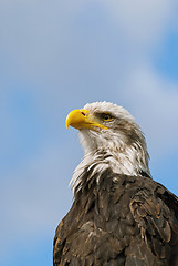 Image showing Bald Eagle