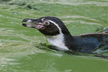 Image showing Humboldt Penguin 