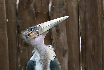 Image showing Marabou