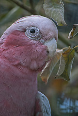 Image showing Galah