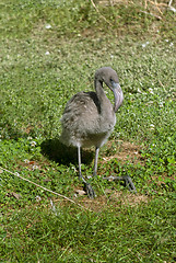 Image showing Flamingo Baby