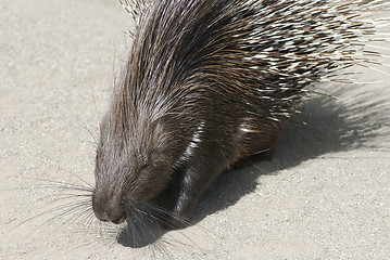 Image showing Indian Crested Porcupine