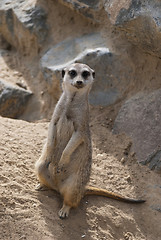 Image showing Meerkat