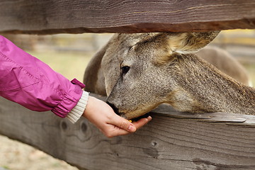 Image showing feeding deers at a farm