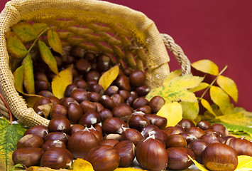 Image showing Chestnuts