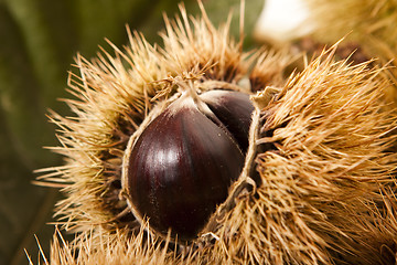 Image showing Chestnuts