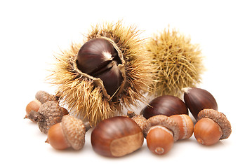 Image showing Chestnuts and acorns