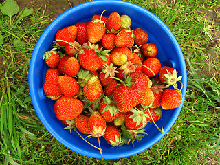 Image showing Basket of fresh strawberries  