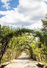 Image showing Boboli Gardens