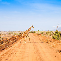 Image showing Free Giraffe in Kenya