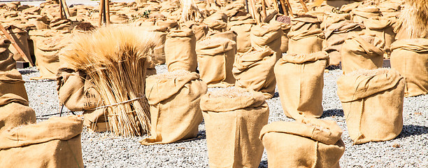 Image showing Ripe Summer Wheat