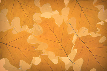 Image showing Autumn leaves background