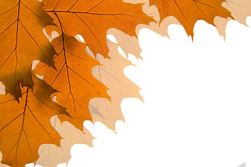 Image showing Autumn leaves background