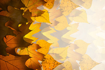 Image showing Autumn leaves background