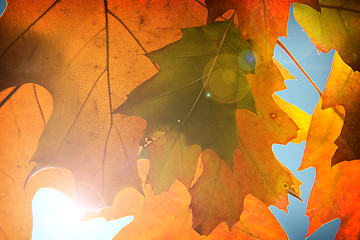 Image showing Autumn leaves background