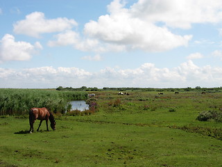 Image showing horses at Schiermonnikoog