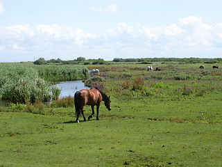 Image showing horses on field