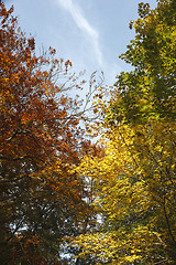 Image showing Forrest in many colours