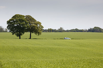 Image showing Trees on Field