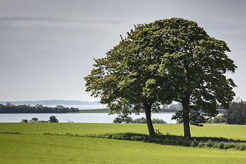 Image showing Trees on Field