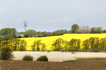 Image showing Yellow oilseed rape field