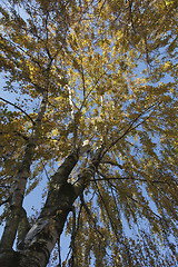 Image showing Birch Tree