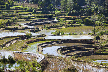 Image showing Rice terraces at day