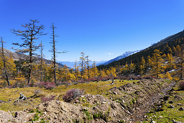 Image showing The mountain autumn landscape with colorful forest 