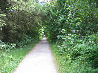 Image showing forest path