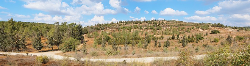 Image showing Empty hiking trail among low yellow hills with pinetrees