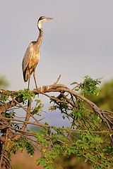 Image showing Black-Headed Heron