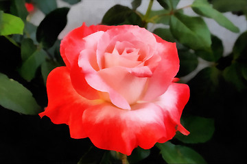 Image showing Orange and Pink Rose Painting