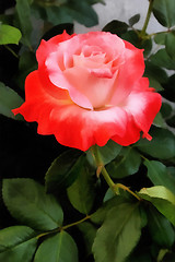 Image showing Beautiful Orange and Pink Rose Painting