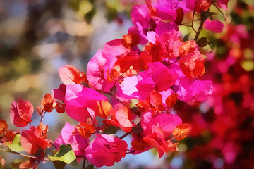 Image showing Beautiful Bouganvilla Flower Painting