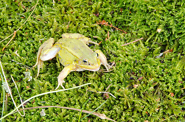 Image showing green frog lithobates clamitans moss 