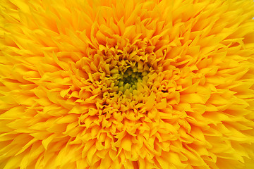 Image showing Sunflower