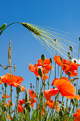 Image showing red poppy and green barley