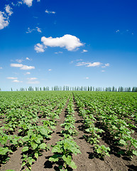 Image showing field of green sunflowers