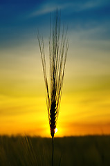 Image showing golden sunset over harvest field